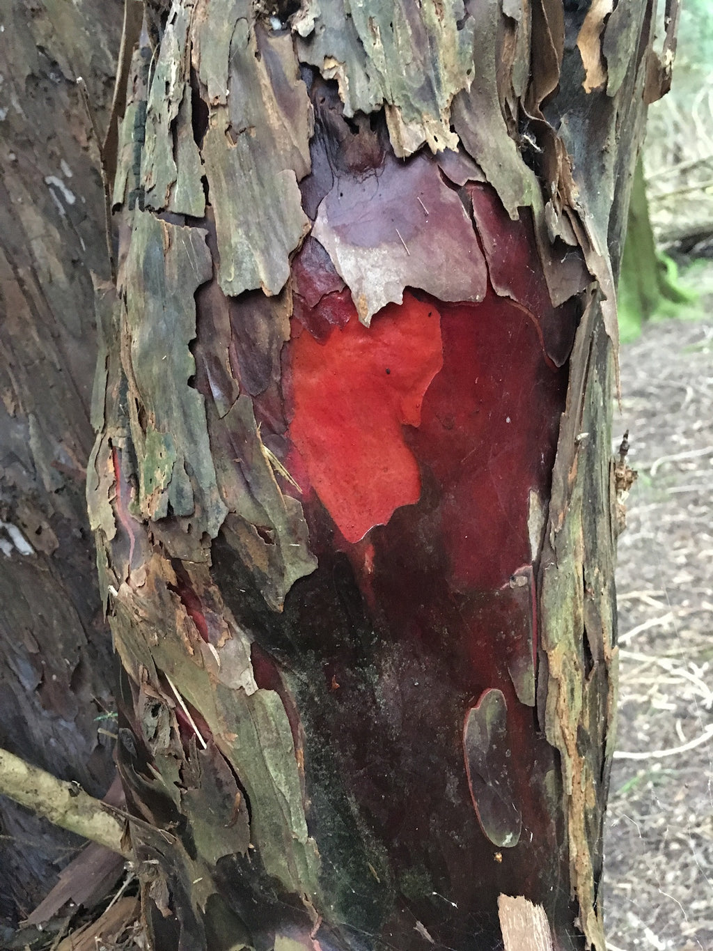 Yew Berry Tincture - Taxus Baccata