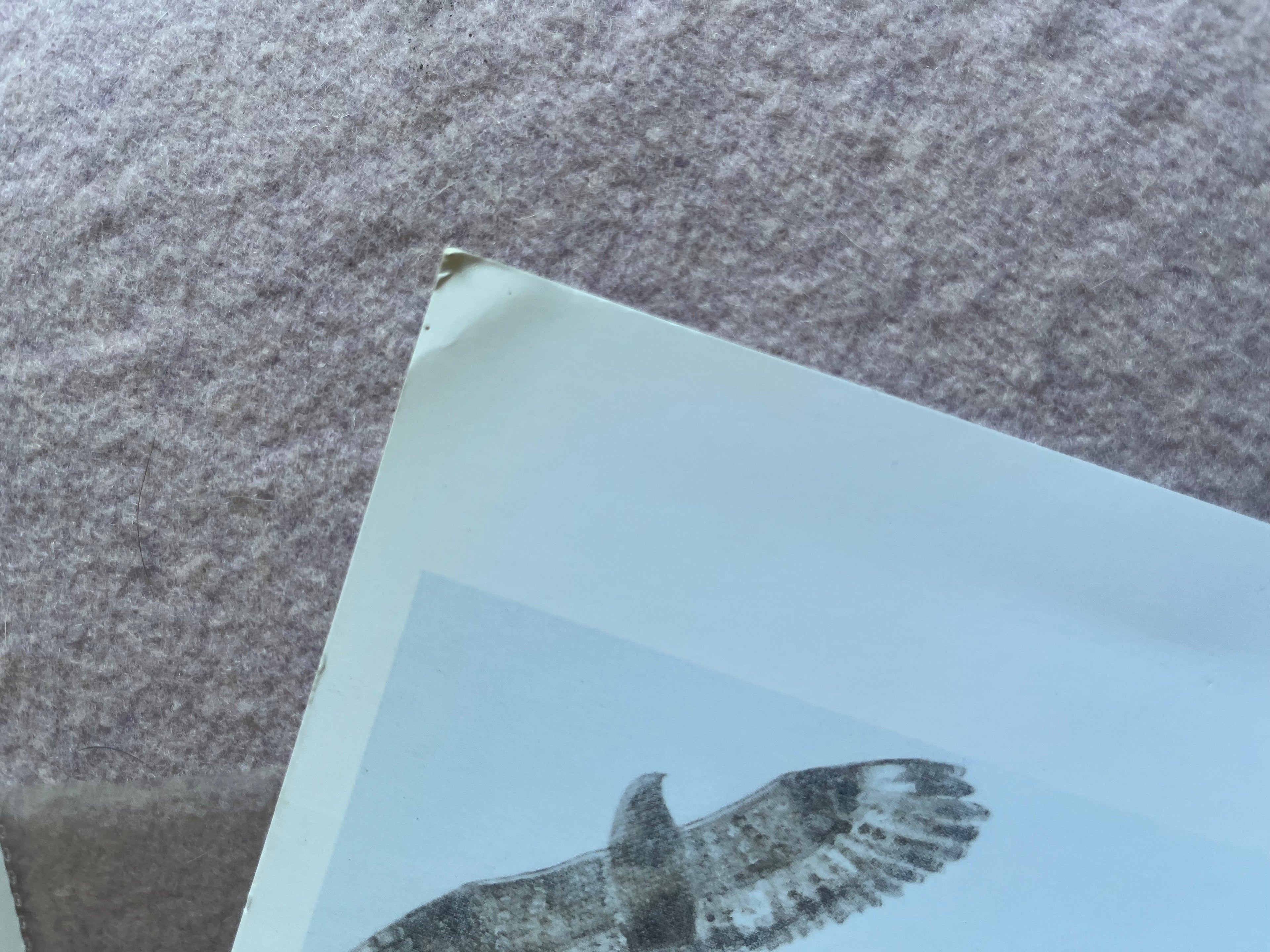 VWALĀ: Long Flight A4 Print by Carolyn Hillyer