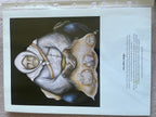 Wise Ashes Udegan A4 Print By Carolyn Hillyer with Poem