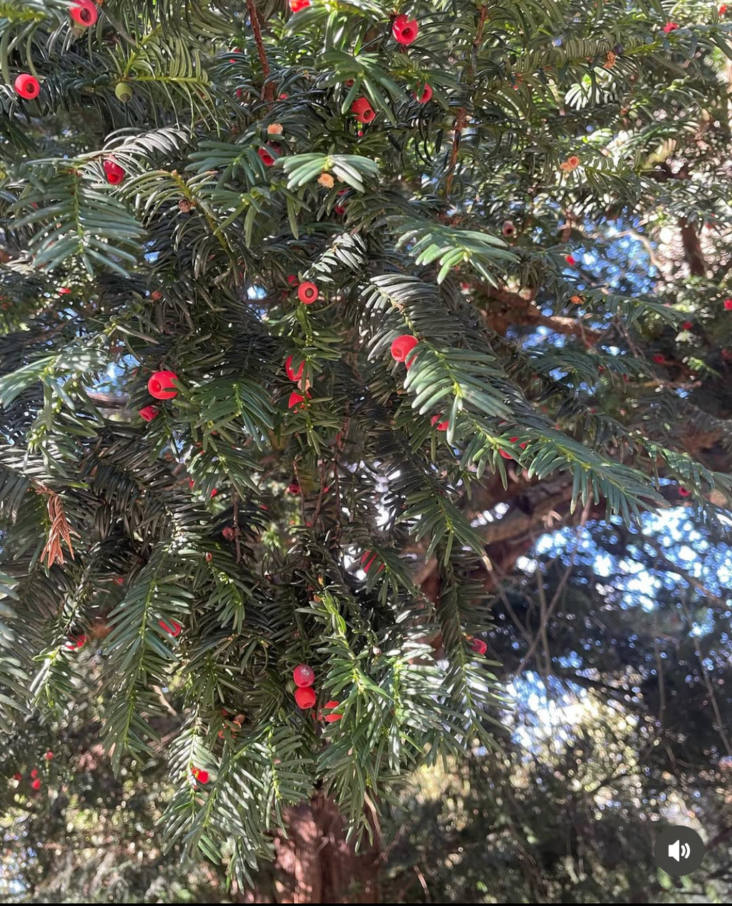 Yew Berry Tincture - Taxus Baccata