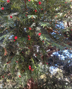 Yew Berry Tincture - Taxus Baccata