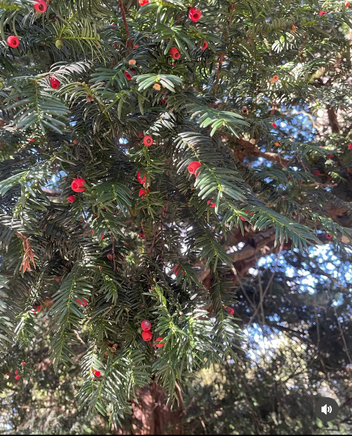 Yew Berry Tincture - Taxus Baccata