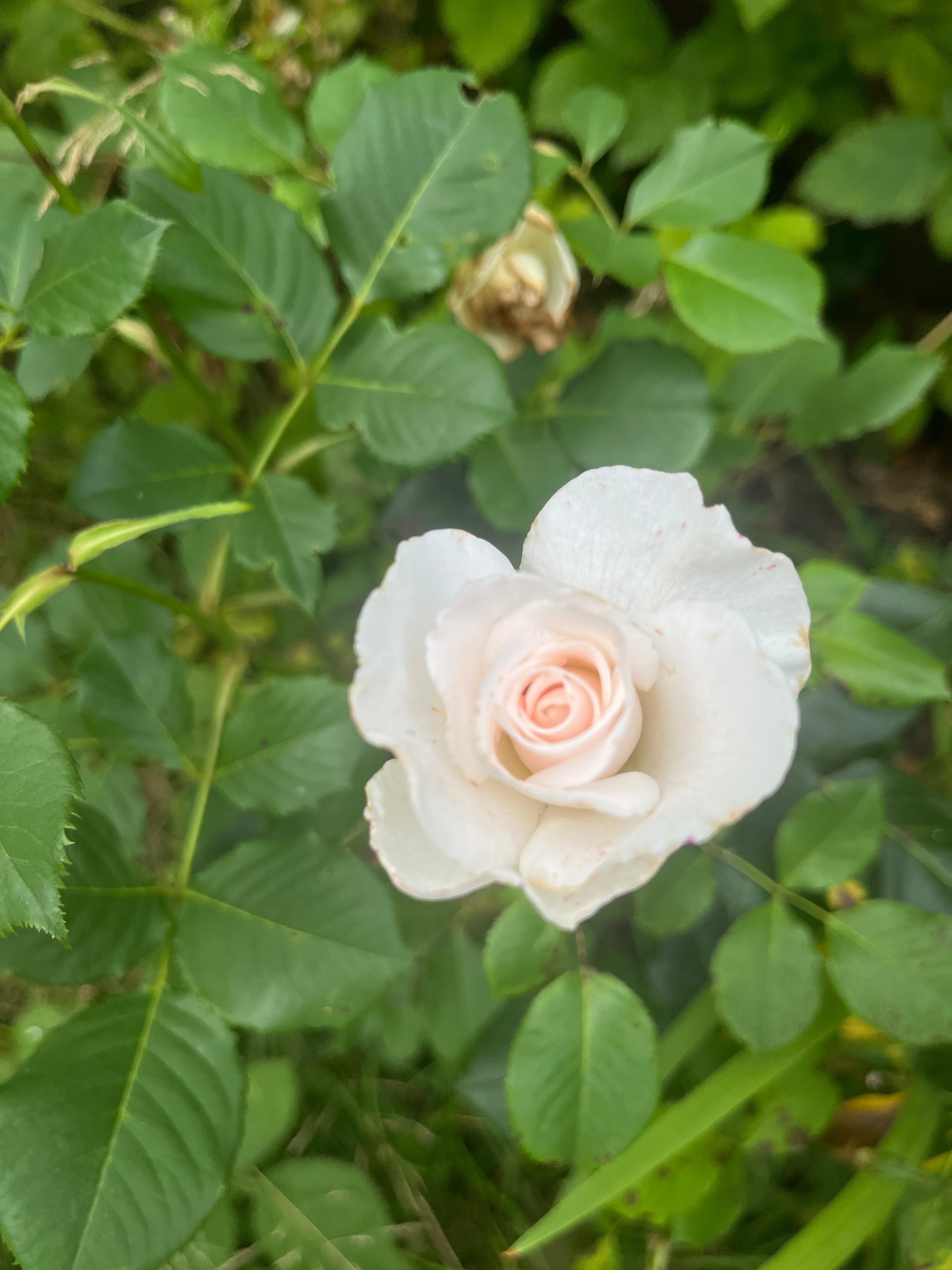 Peach Rose Tincture with 100% Rose - Rosa Damascena