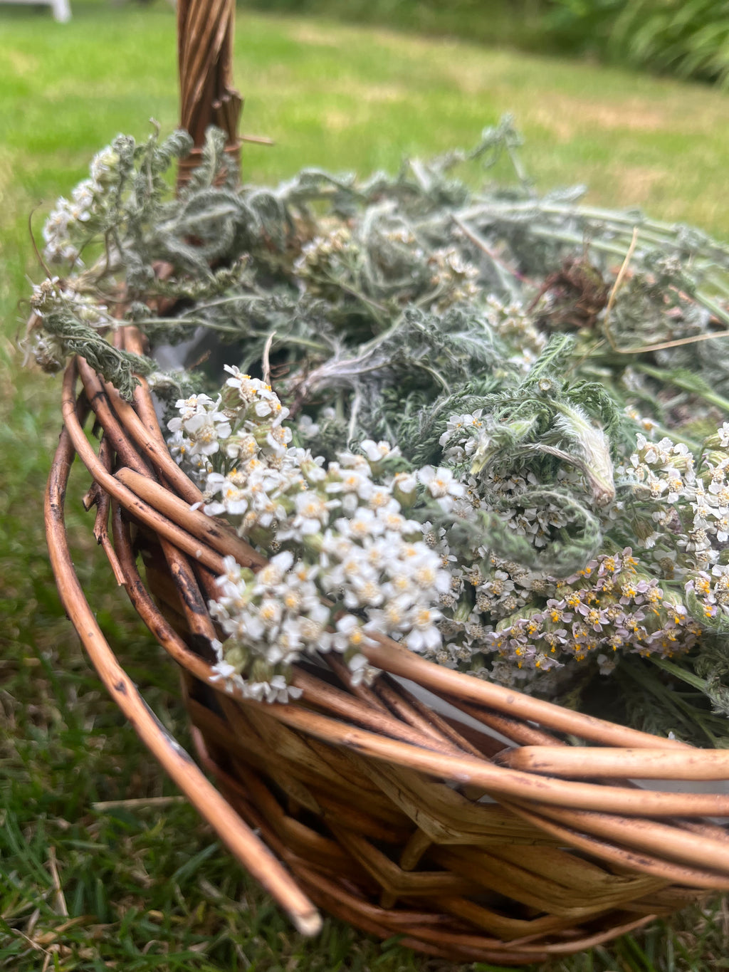 Yarrow Tincture - Achillea millefolium (Yarrow) in Mead or Alcohol (Cider Brandy)