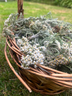 Yarrow Tincture - Achillea millefolium (Yarrow) in Mead or Alcohol (Cider Brandy)