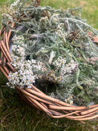 Yarrow Tincture - Achillea millefolium (Yarrow) in Mead or Alcohol (Cider Brandy)