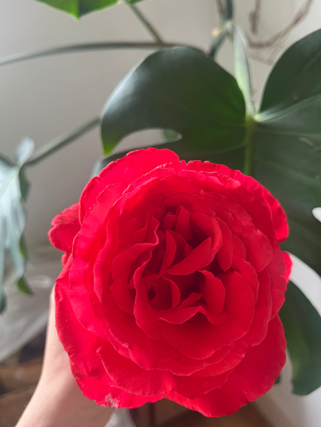 Rose Tincture With 100% Rose - Rosa Damascena