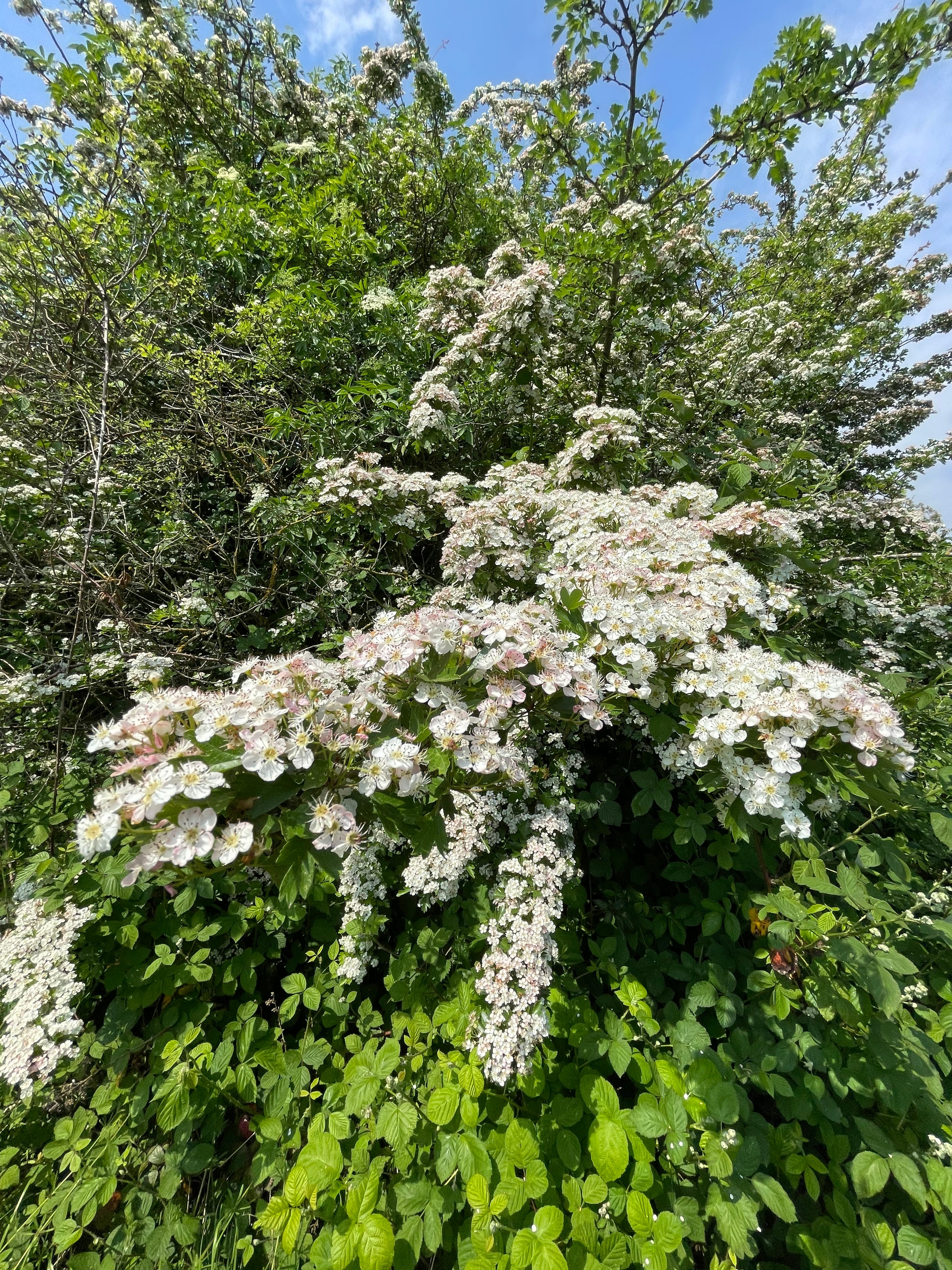 Hawthorn Tincture - Crataegus Monogyna