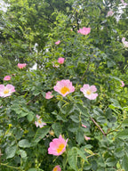 Bliss Mist - Rose & Hemp