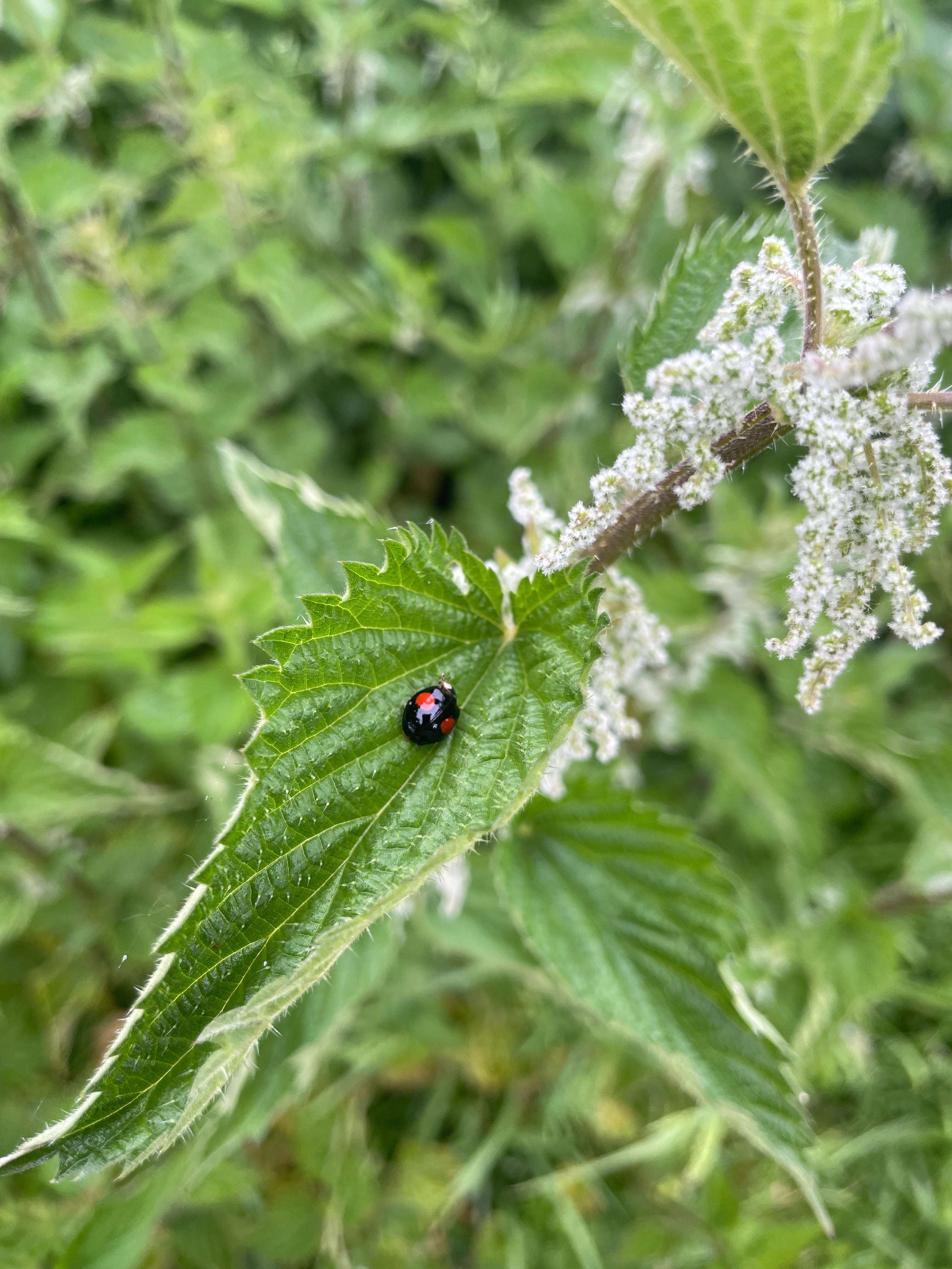 Nettle Tincture -  Urtica Dioica
