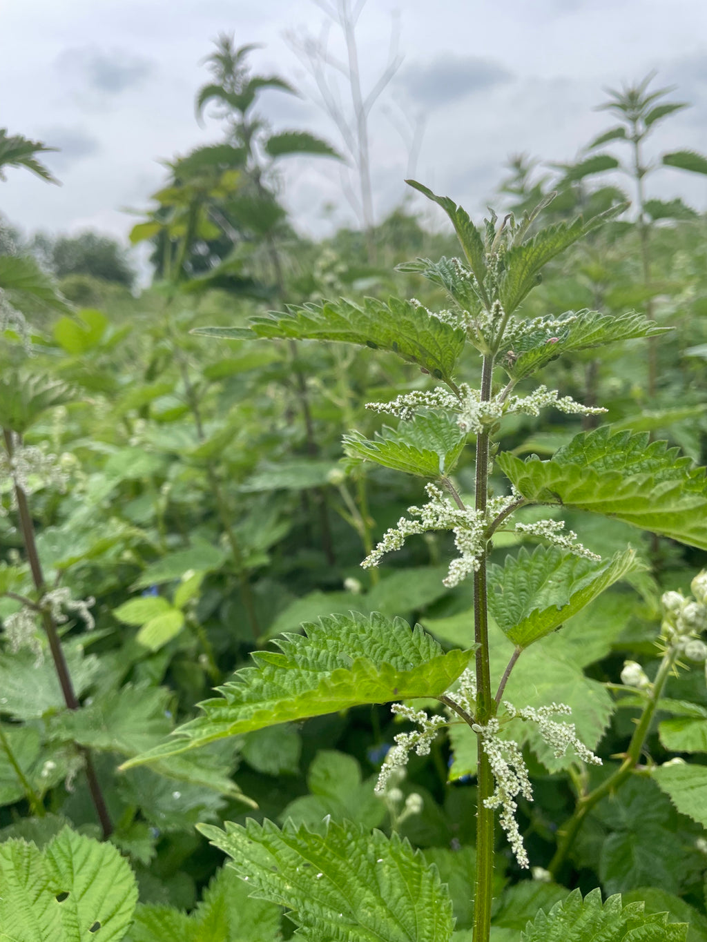 Nettle Tincture -  Urtica Dioica
