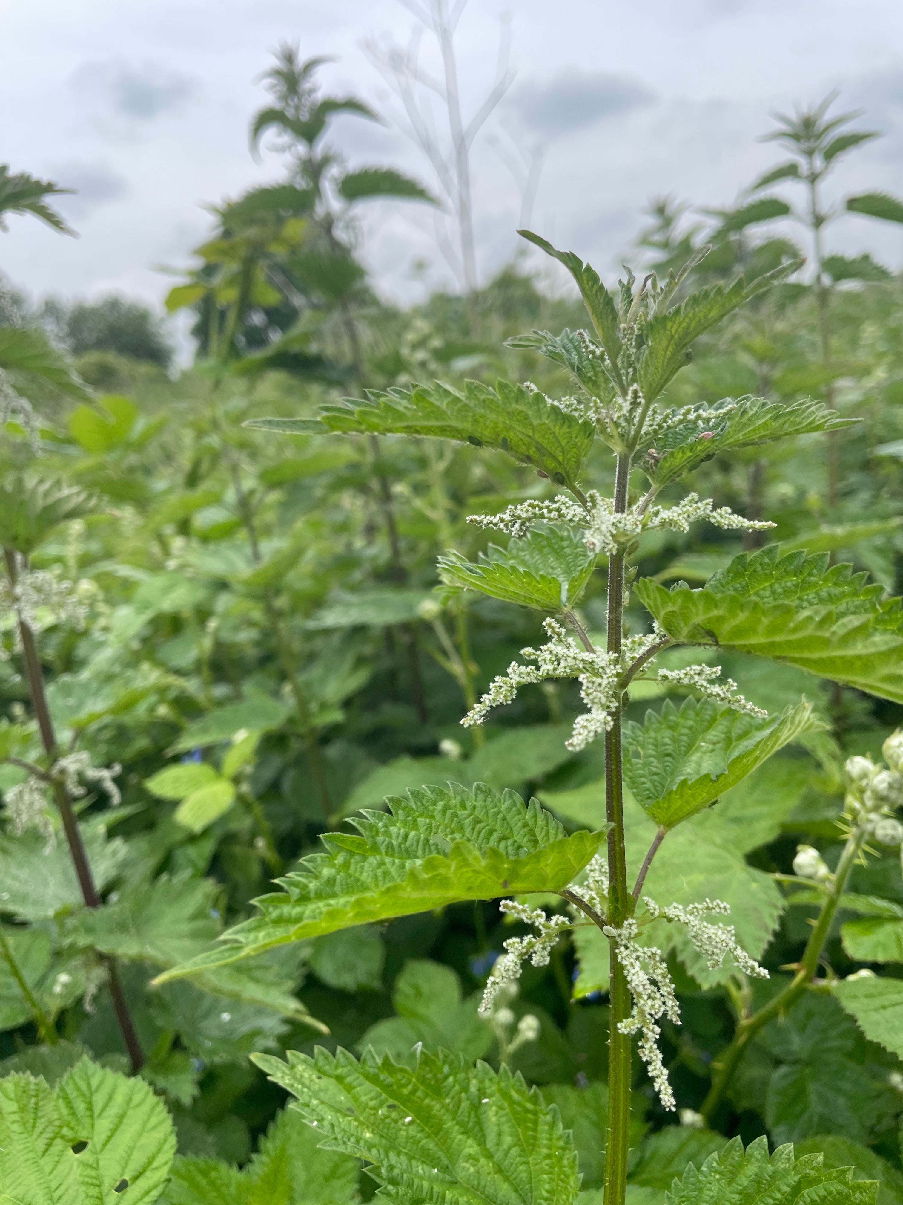 Nettle Tincture -  Urtica Dioica