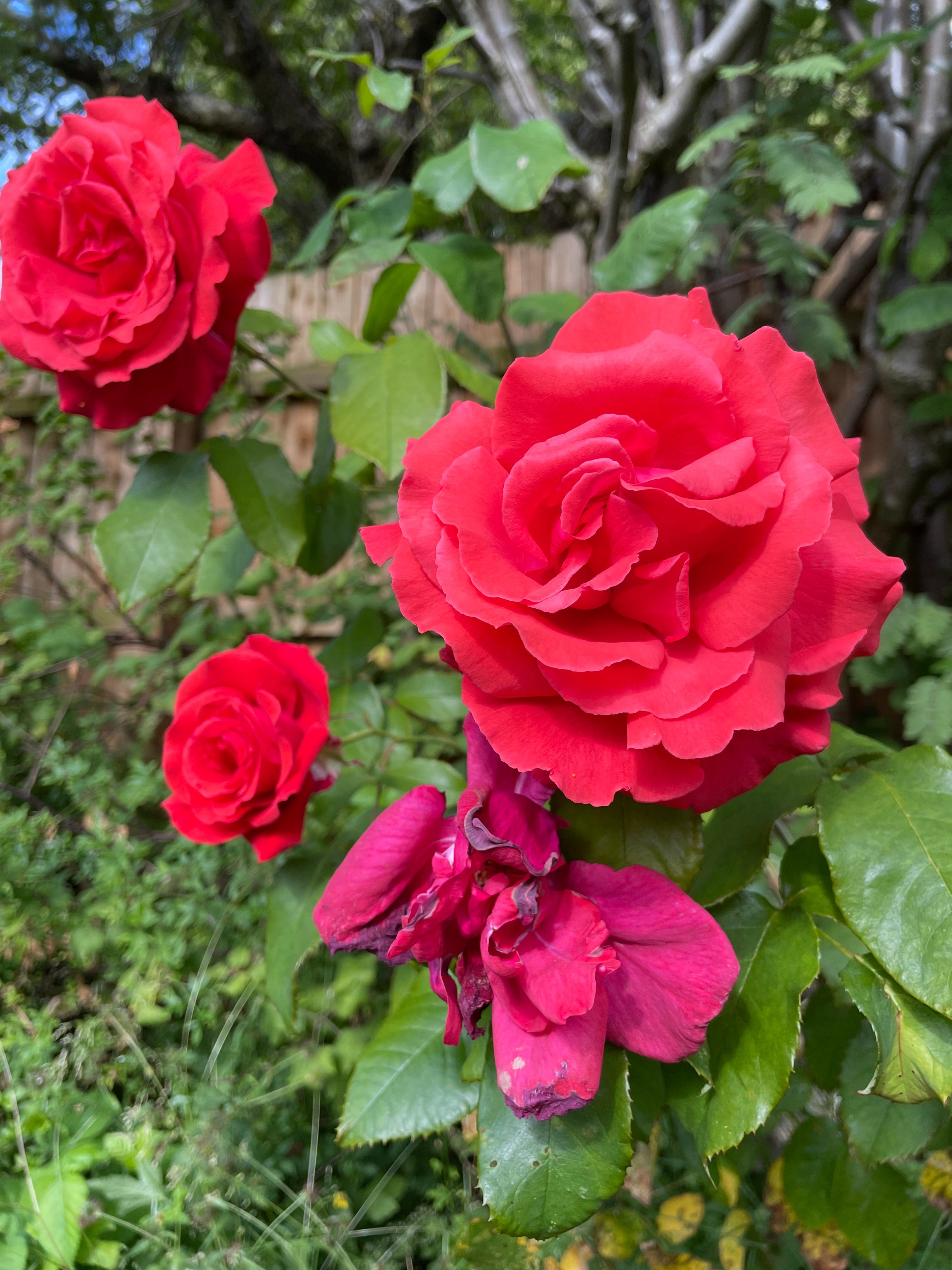 100% Rose Tincture Rose - Rosa Damascena