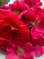 100% Rose Tincture Rose - Rosa Damascena