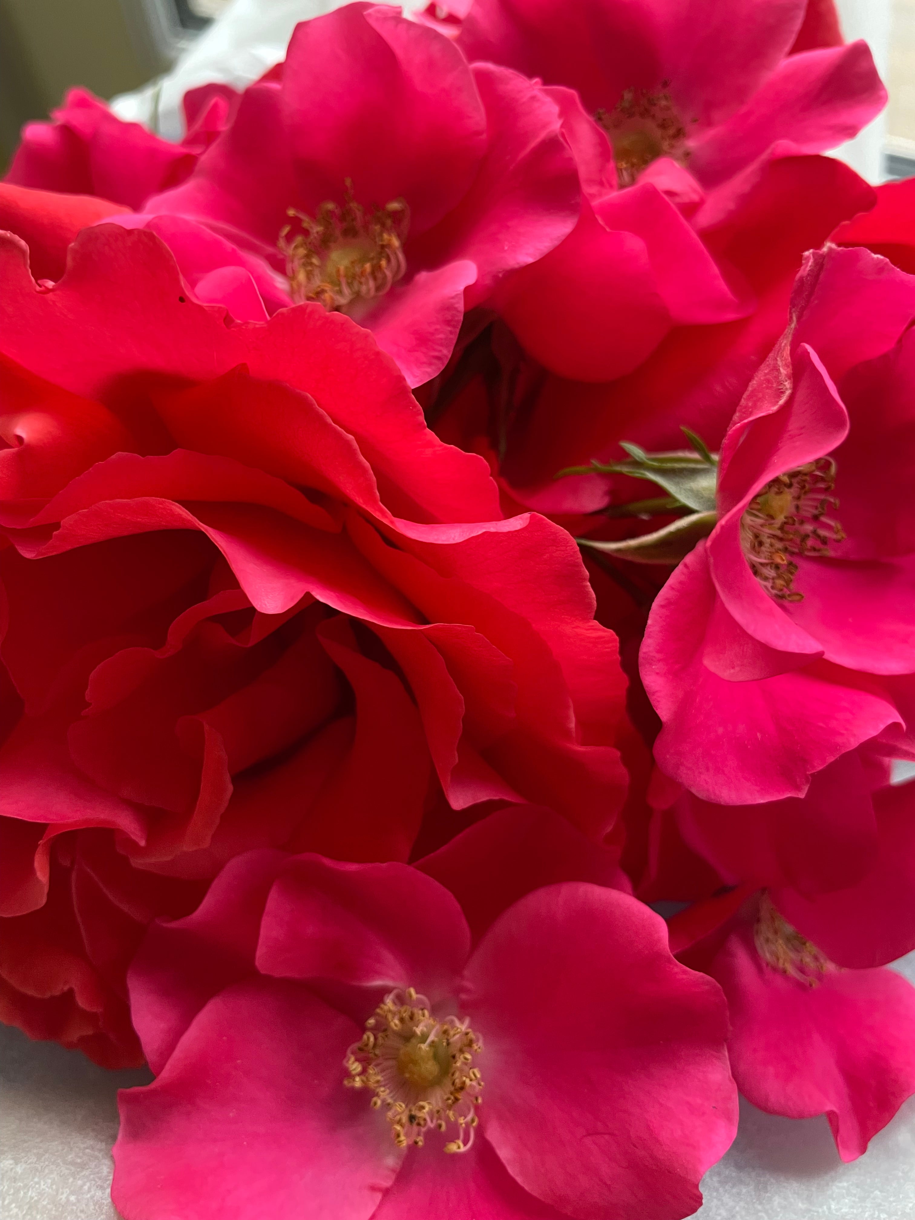 100% Rose Tincture Rose - Rosa Damascena