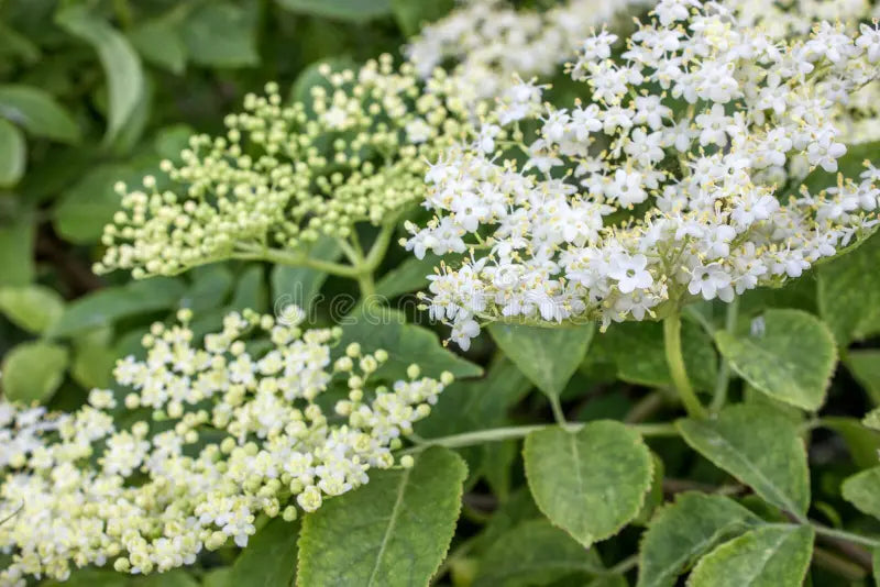 Elderflower Tincture - Sambucus Nigra Flowers