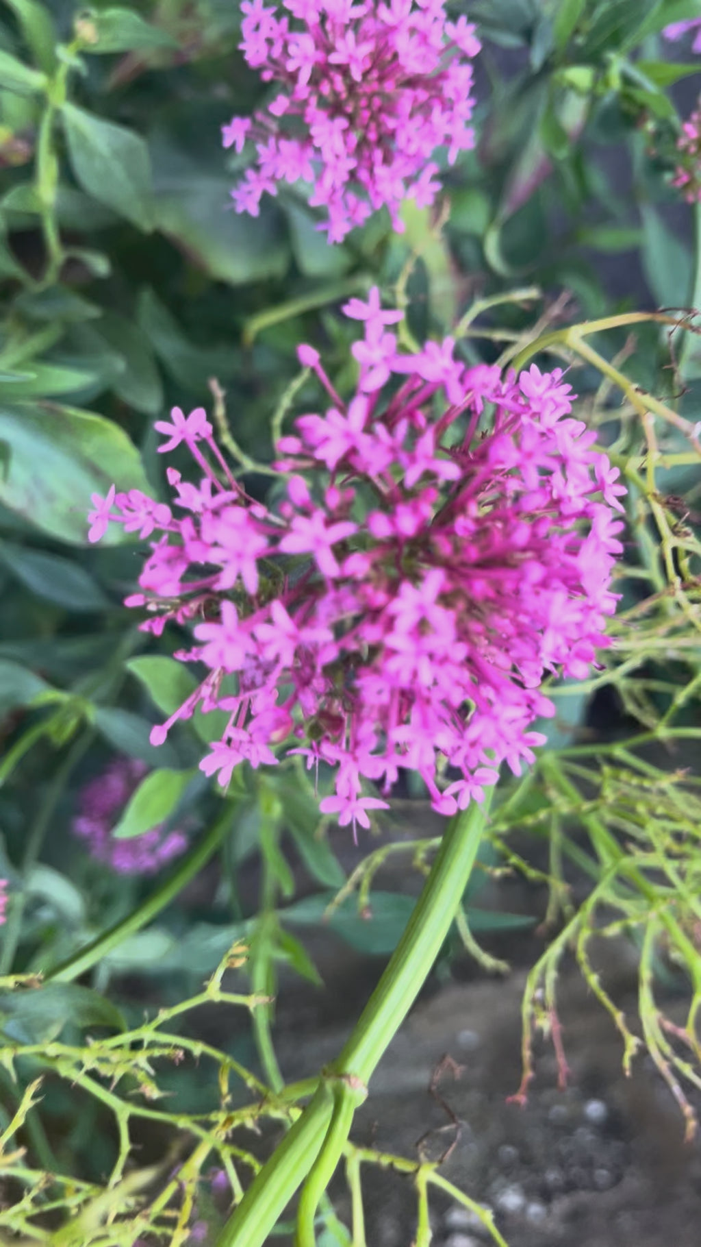 Valarian Root Tincture - Valeriana fficinalis