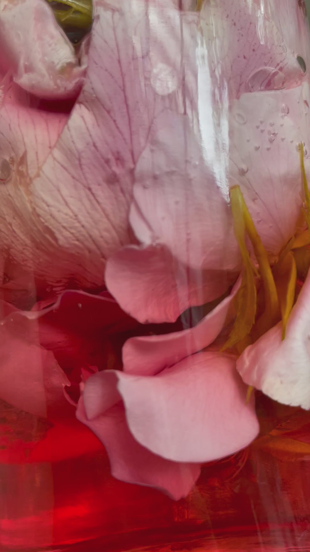 100% Rose Tincture Rose - Rosa Damascena