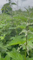 Nettle Tincture -  Urtica Dioica