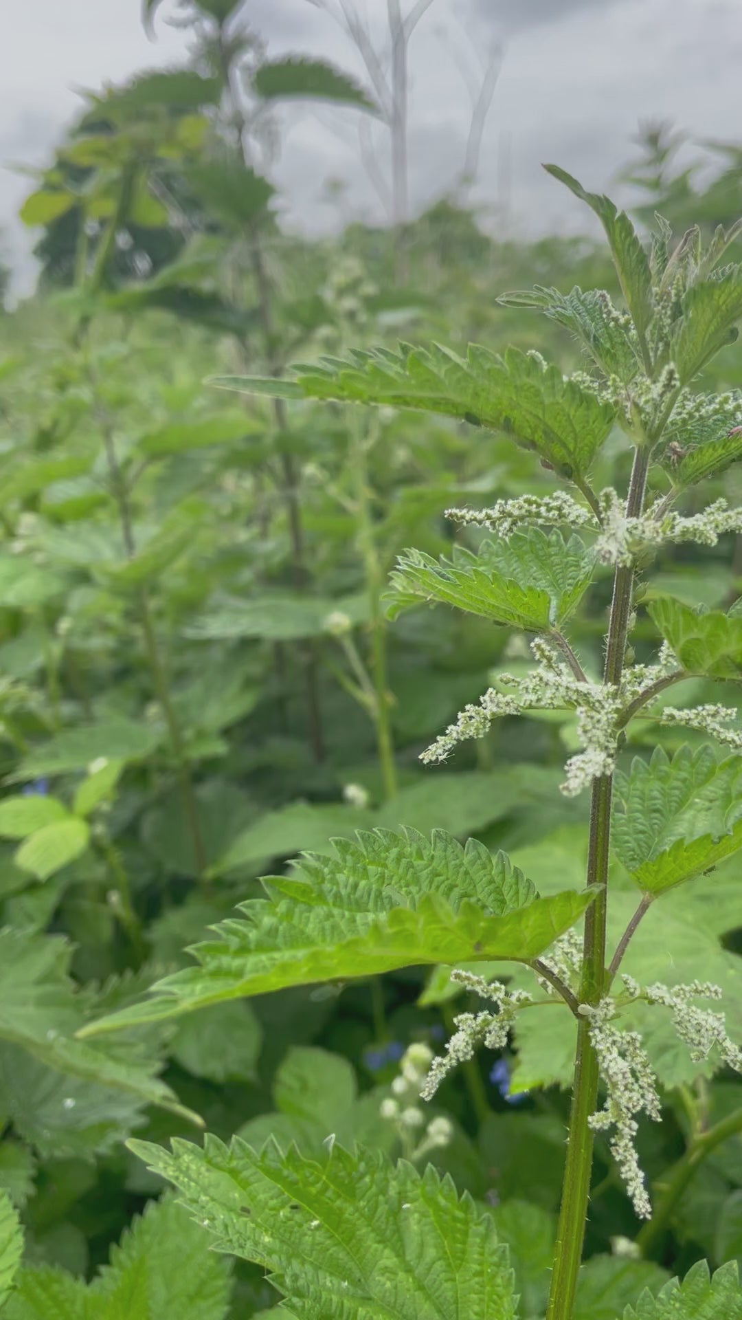 Nettle Tincture -  Urtica Dioica