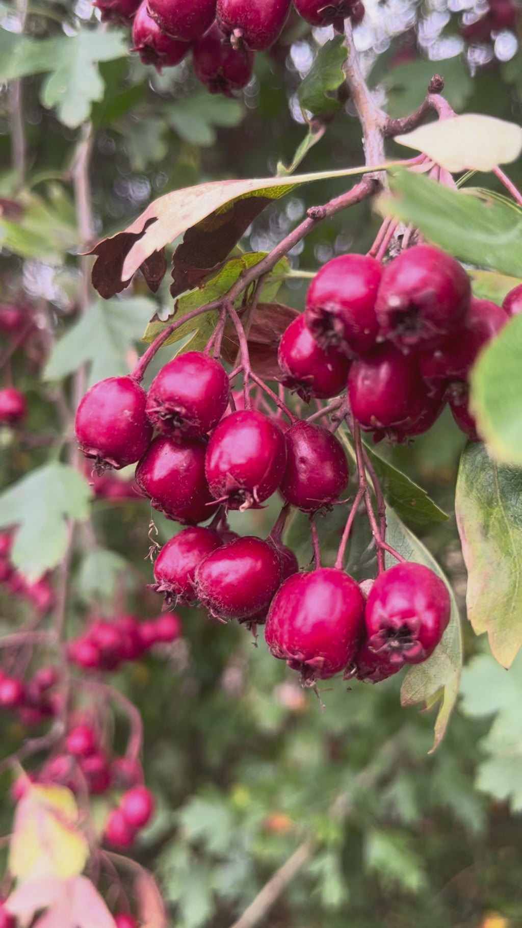Hawthorn Tincture - Crataegus Monogyna