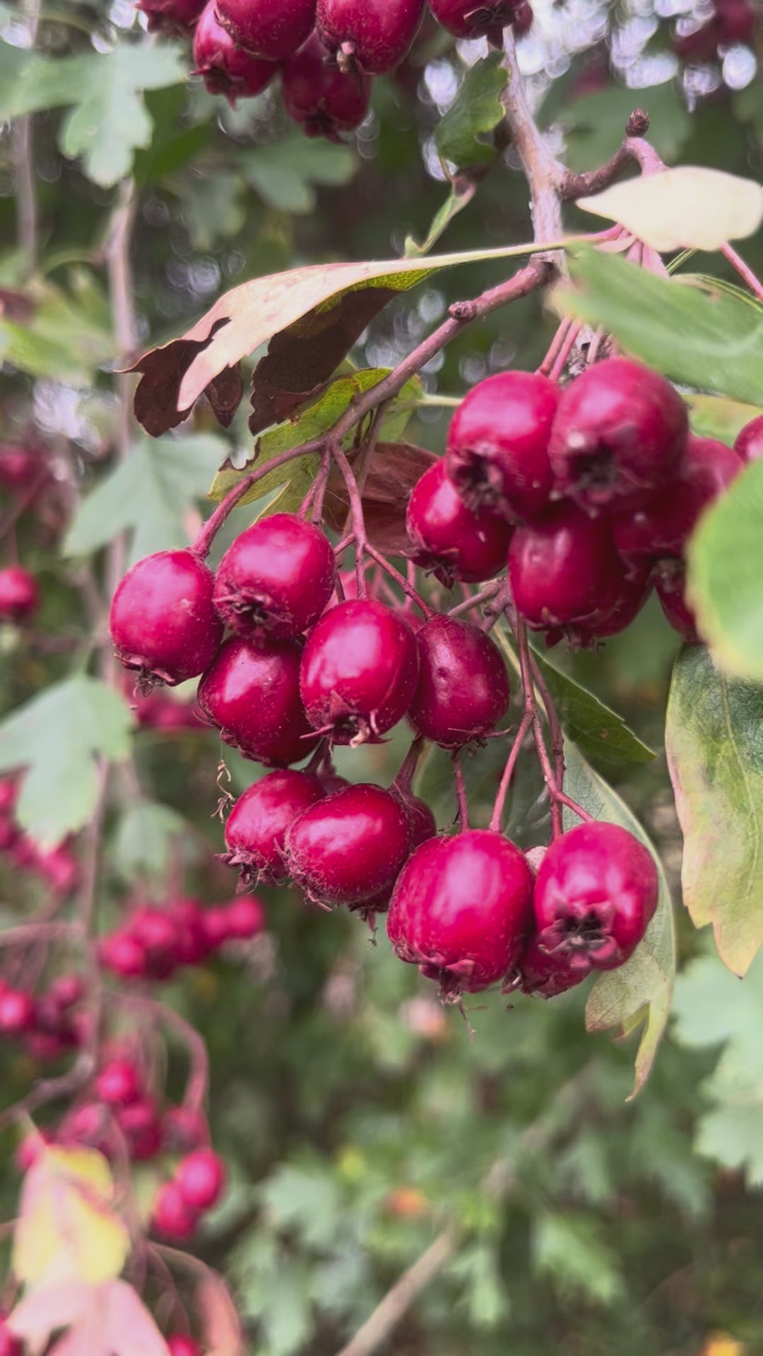 Hawthorn Tincture - Crataegus Monogyna