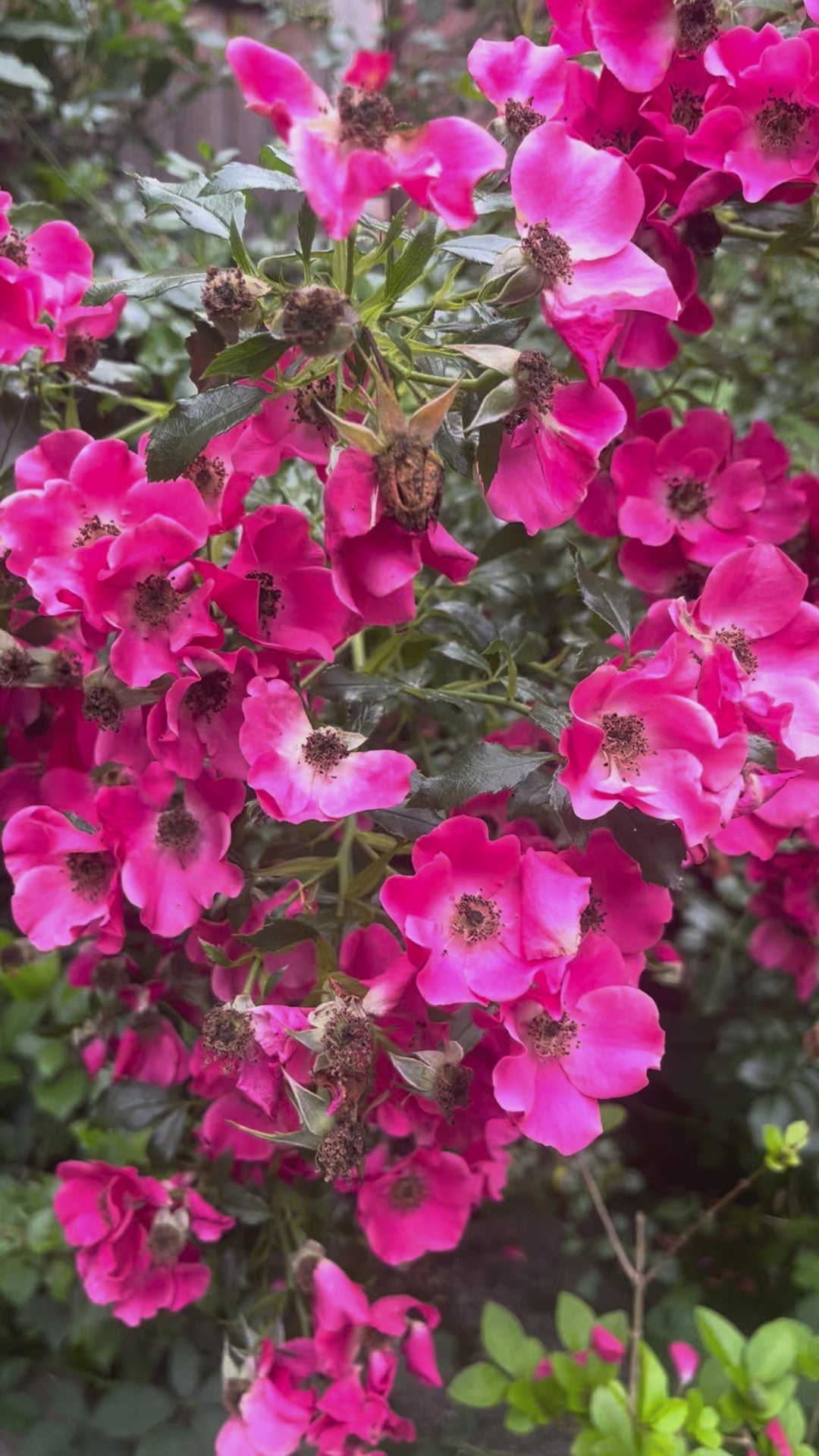 Rose Tincture With 100% Rose - Rosa Damascena