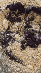 Blue Lion Latte Blend - Blueberry & Lionsmane