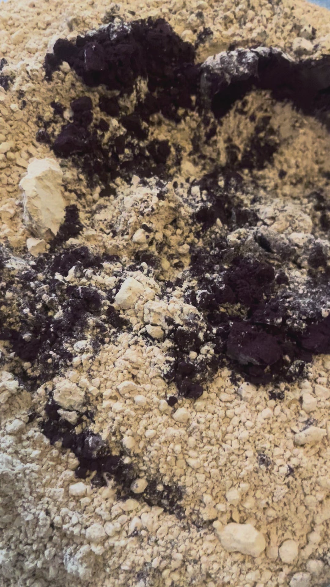 Blue Lion Latte Blend - Blueberry & Lionsmane