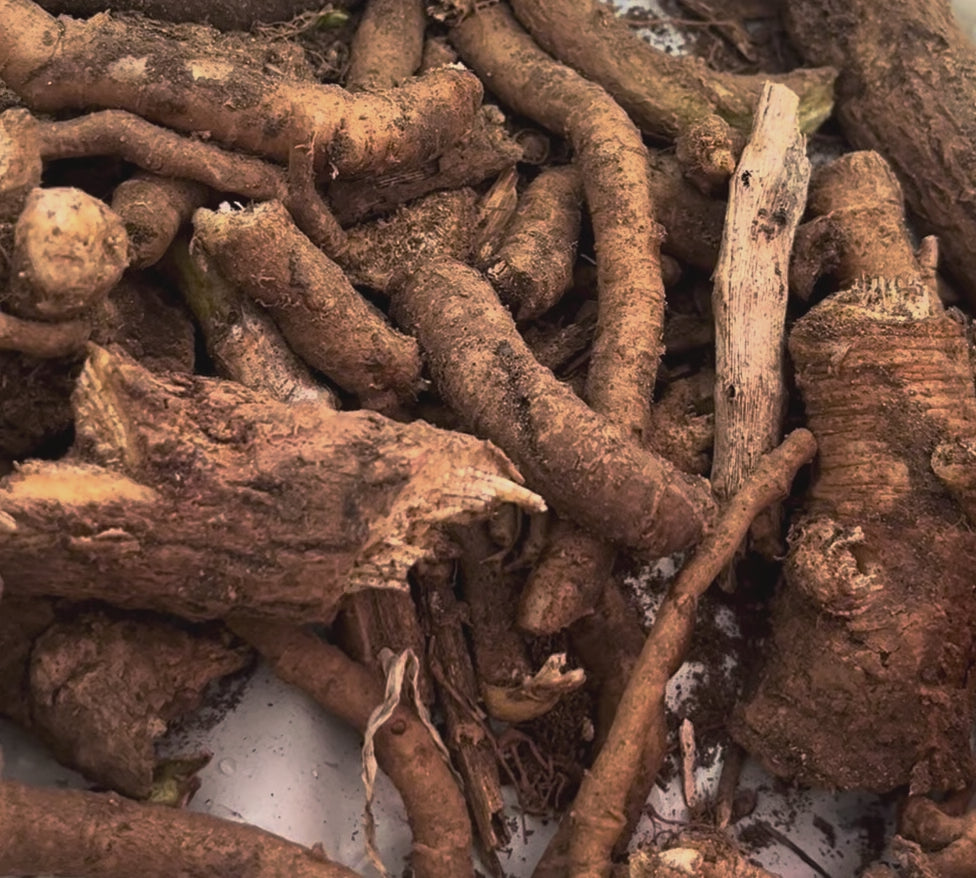 Valarian Root Tincture - Valeriana fficinalis