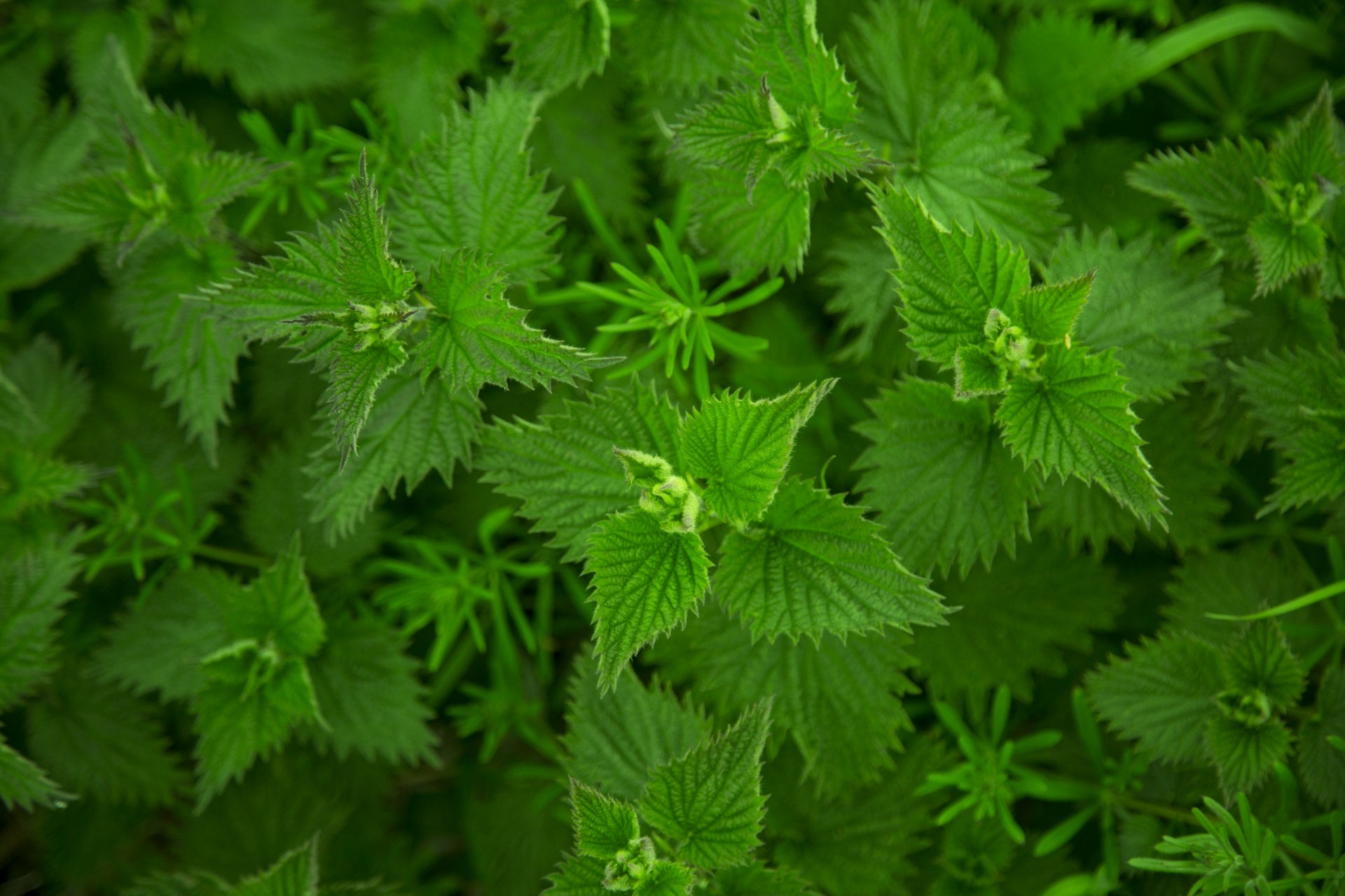 Nettle Tincture -  Urtica Dioica
